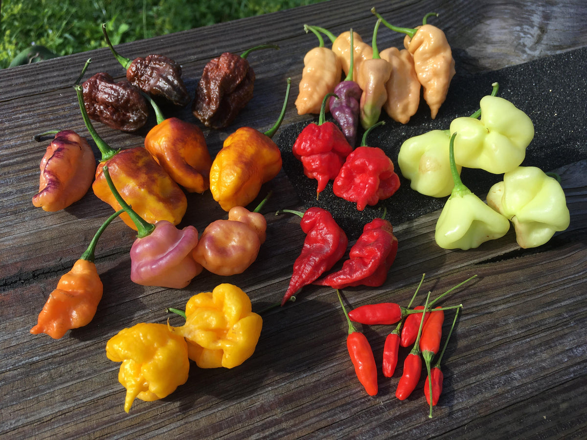 Fresh Peppers – Towns-End Chili & Spice