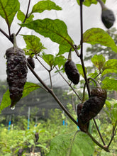 Load image into Gallery viewer, Primo Noir (Blushed) (Pepper Seeds)