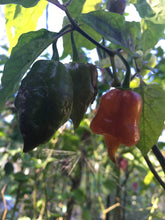 Load image into Gallery viewer, Taj Mahal Orange Tiger (Pepper Seeds)