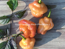 Load image into Gallery viewer, Roxa Lantern (T-E Mix)(Pepper Seeds)