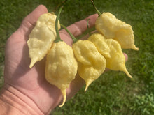 Load image into Gallery viewer, XL White Ghost Scorpion (Jays/T-E) (Pepper Seeds)