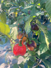 Load image into Gallery viewer, Voltron (T-E)(Pepper Seeds)