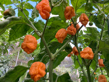 Load image into Gallery viewer, “Repo Mang” (BOC X Reaper OG3) (Pepper Seeds)