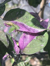 Load image into Gallery viewer, Trixster Polychrome Mix (Pepper Seeds)