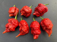 Load image into Gallery viewer, Tiberius Mauler Caramel (Pepper Seeds)