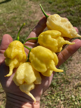 Load image into Gallery viewer, White Ghost Scorpion Mix (Bumpy, XL, & Meringue) (Pepper Seeds)