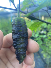 Load image into Gallery viewer, Primo Noir (Blushed) (Pepper Seeds)