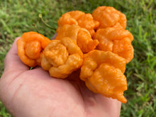 Load image into Gallery viewer, “Repo Mang” (BOC X Reaper OG3) (Pepper Seeds)