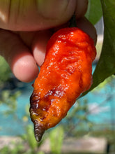 Load image into Gallery viewer, Primo Noir (Blushed) (Pepper Seeds)