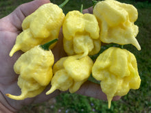 Load image into Gallery viewer, White Ghost Scorpion Mix (Bumpy, XL, & Meringue) (Pepper Seeds)