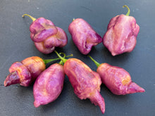 Load image into Gallery viewer, Taj Mahal Pink/Peach (Pepper Seeds)
