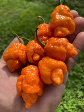 Load image into Gallery viewer, “Repo Mang” (BOC X Reaper OG3) (Pepper Seeds)