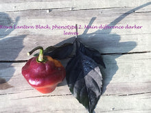 Load image into Gallery viewer, Roxa Lantern (T-E Mix)(Pepper Seeds)
