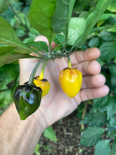 Load image into Gallery viewer, PurpleGum Yellow Bright (Pepper Seeds)
