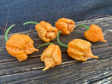 Load image into Gallery viewer, “Orange Creamo” (BOC X Primo Orange)(Pepper Seeds)