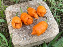 Load image into Gallery viewer, “Repo Mang” (BOC X Reaper OG3) (Pepper Seeds)