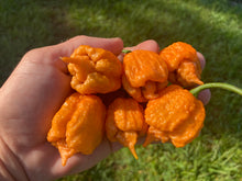 Load image into Gallery viewer, “Orange Creamo” (BOC X Primo Orange)(Pepper Seeds)