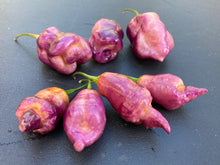 Load image into Gallery viewer, Taj Mahal Pink/Peach (Pepper Seeds)