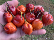 Load image into Gallery viewer, Purplegum Orange Bright (Pepper Seeds)