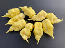 Load image into Gallery viewer, XL White Ghost Scorpion (Jays/T-E) (Pepper Seeds)