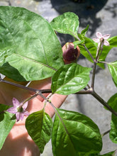 Load image into Gallery viewer, Purple BhutWrecker (Pepper Seeds)