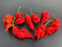 Load image into Gallery viewer, Tiberius Mauler Red (Pepper Seeds)