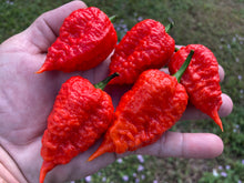 Load image into Gallery viewer, Red Inception (Pepper Seeds)