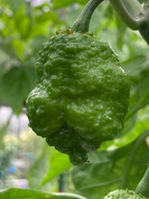 Load image into Gallery viewer, “Repo Mang” (BOC X Reaper OG3) (Pepper Seeds)