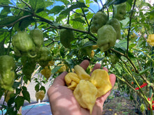 Load image into Gallery viewer, White Ghost Scorpion Mix (Bumpy, XL, & Meringue) (Pepper Seeds)