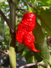 Load image into Gallery viewer, Primo Noir (Stinger Select) (Pepper Seeds)