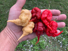 Load image into Gallery viewer, Tiberius Mauler Peach (Pepper Seeds)