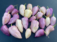 Load image into Gallery viewer, Purple Uprising White (Pepper Seeds)