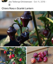 Load image into Gallery viewer, Roxa Lantern (T-E Mix)(Pepper Seeds)