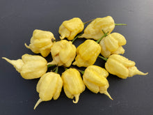 Load image into Gallery viewer, White Ghost Scorpion Mix (Bumpy, XL, & Meringue) (Pepper Seeds)