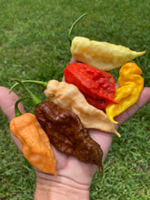 Load image into Gallery viewer, Red Ghost Scorpion T-E (Limited)(Pepper Seeds)