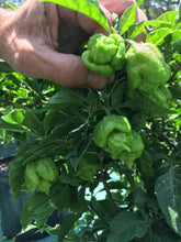 Load image into Gallery viewer, “Orange Creamo” (BOC X Primo Orange)(Pepper Seeds)