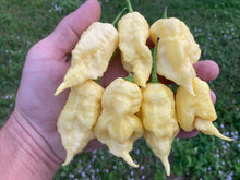 Load image into Gallery viewer, XL White Ghost Scorpion (Jays/T-E) (Pepper Seeds)