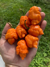 Load image into Gallery viewer, “Repo Mang” (BOC X Reaper OG3) (Pepper Seeds)