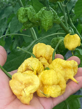 Load image into Gallery viewer, “Creamo” BOC X Primo (Cream) Pepper Seeds