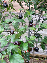 Load image into Gallery viewer, Purplegum Orange Bright (Pepper Seeds)