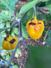 Load image into Gallery viewer, PurpleGum Yellow Bright (Pepper Seeds)