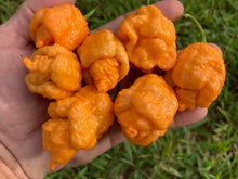 Load image into Gallery viewer, “Repo Mang” (BOC X Reaper OG3) (Pepper Seeds)