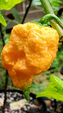 Load image into Gallery viewer, Pseudo Spiral Orange (Pepper Seeds)