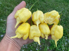 Load image into Gallery viewer, White Ghost Scorpion Mix (Bumpy, XL, & Meringue) (Pepper Seeds)