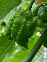 Load image into Gallery viewer, “Repo Mang” (BOC X Reaper OG3) (Pepper Seeds)