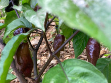 Load image into Gallery viewer, PJ Orange OG (Pimenta Jolokia)(Pepper Seeds)