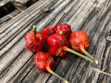 Load image into Gallery viewer, Purplegum Red (Pepper Seeds)