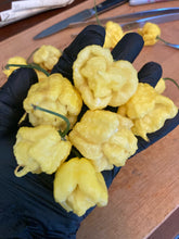 Load image into Gallery viewer, “Creamo” BOC X Primo (Cream) Pepper Seeds