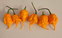 Load image into Gallery viewer, 7 Pot Douglah Peachy (Pepper Seeds)