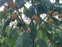 Load image into Gallery viewer, “Creamo” BOC X Primo (Cream) Pepper Seeds